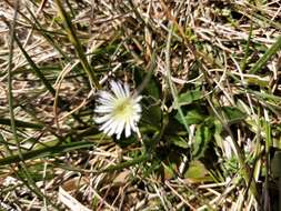 Pappochroma nitidum (S. J. Forbes) G. L. Nesom resmi