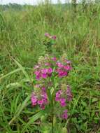 Image of Pedicularis spicata Pall.