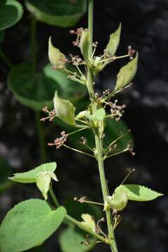 Ayenia abutilifolia (Turcz.) Turcz. resmi