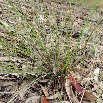 Entolasia stricta (R. Br.) Hughes resmi