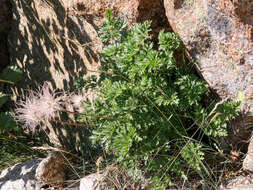 Image of Pulsatilla alpina subsp. cyrnea Gamisans