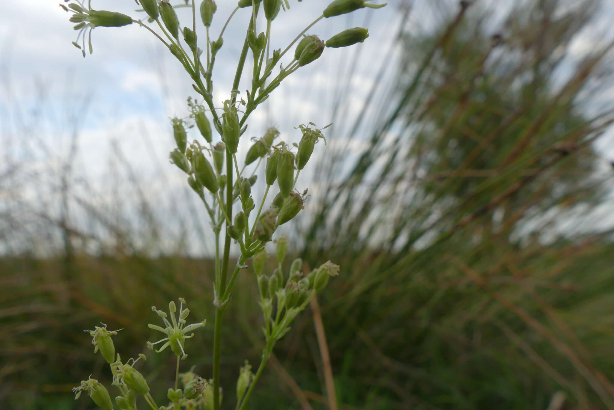 Silene otites (L.) Wibel resmi