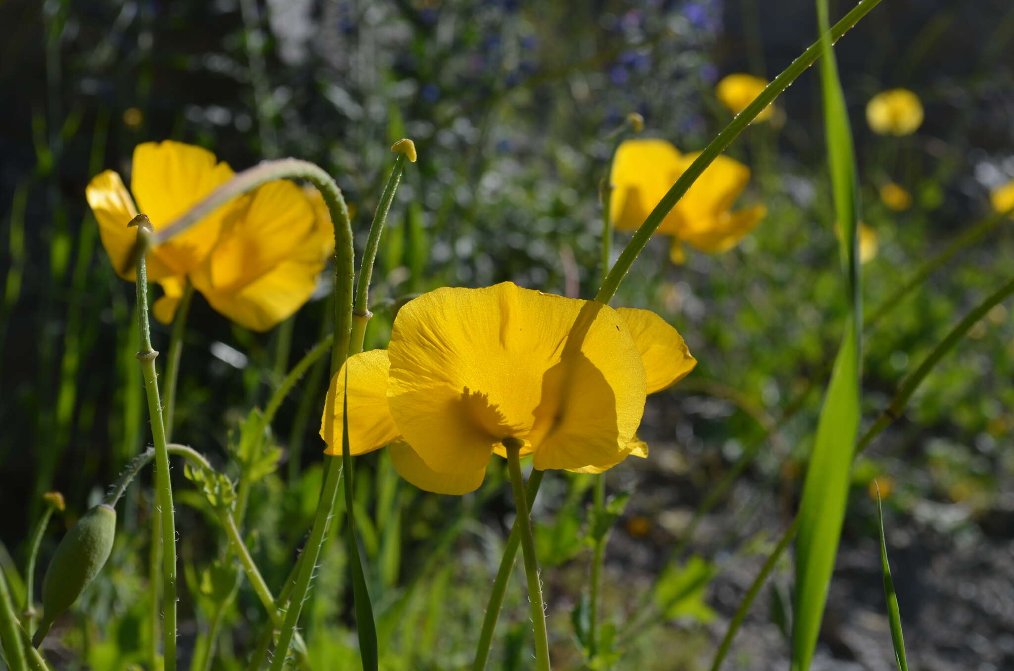 Image of Glaucium fimbrilligerum Boiss.