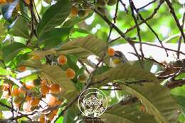 Image of Golden-throated Barbet