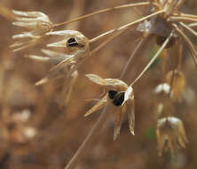 Image of Allium negevense Kollmann