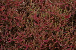 Image of Galapagos carpetweed