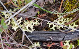 Image of Resurrection lichen