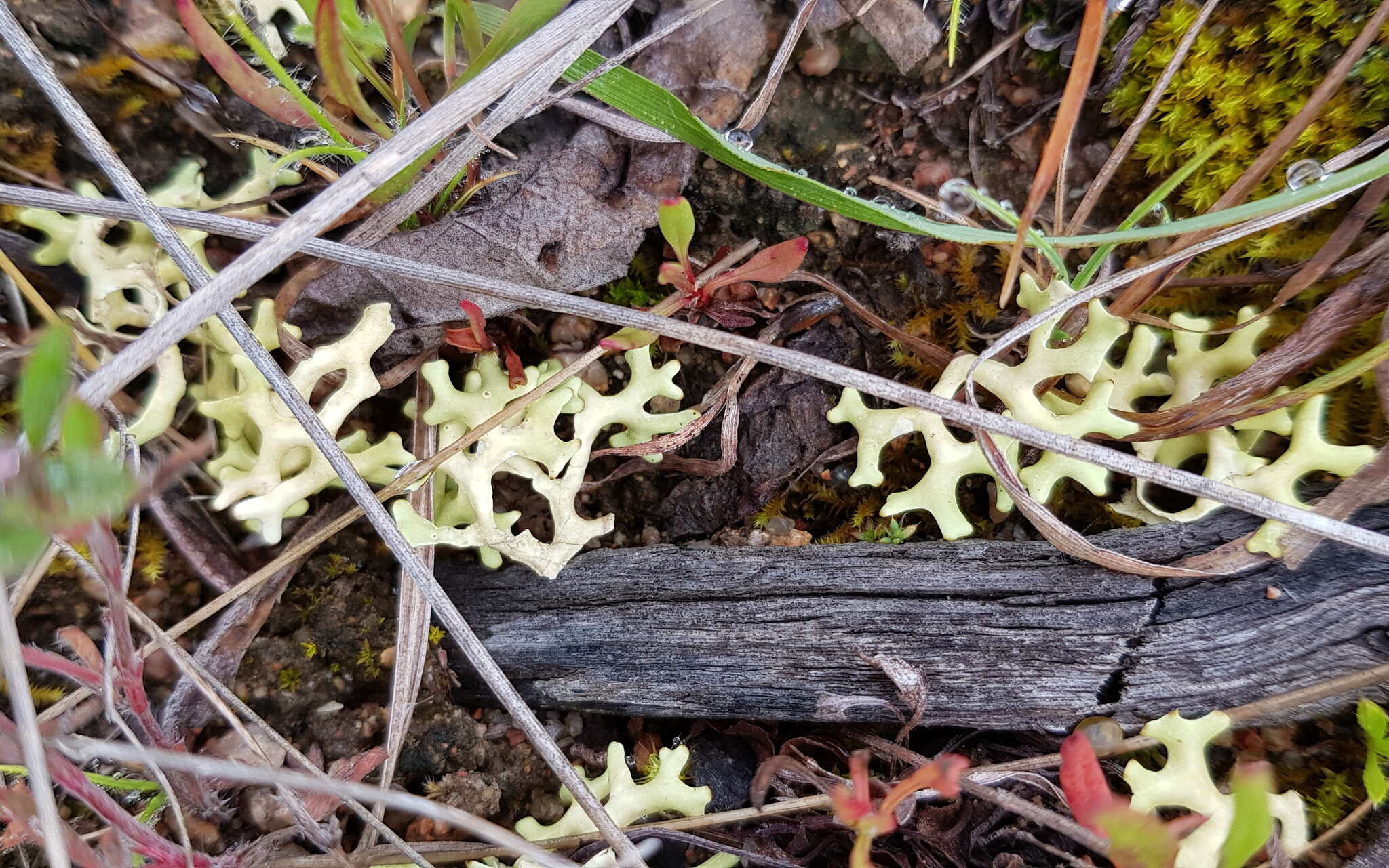 Image of Resurrection lichen