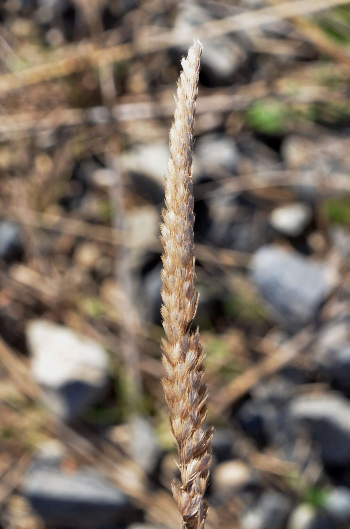 Image of Crested dogstail grass