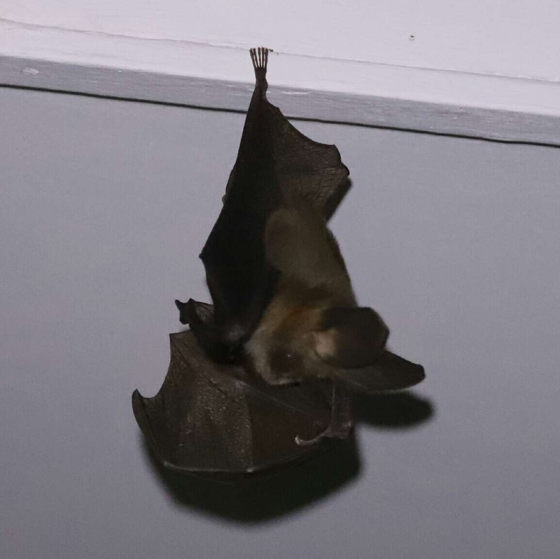 Image of Cape Long-eared Bat