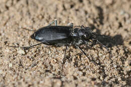 Image of Cicindela (Cicindela) plutonica Casey 1897