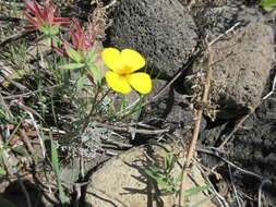 Imagem de Eschscholzia ramosa (Greene) Greene