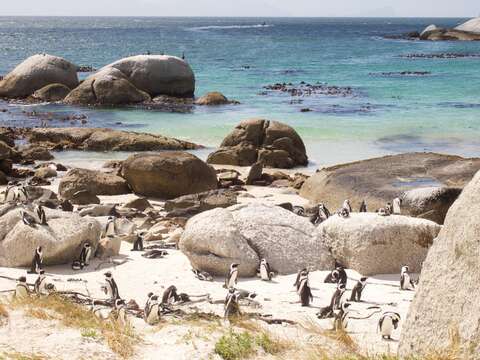 Image of African Penguin