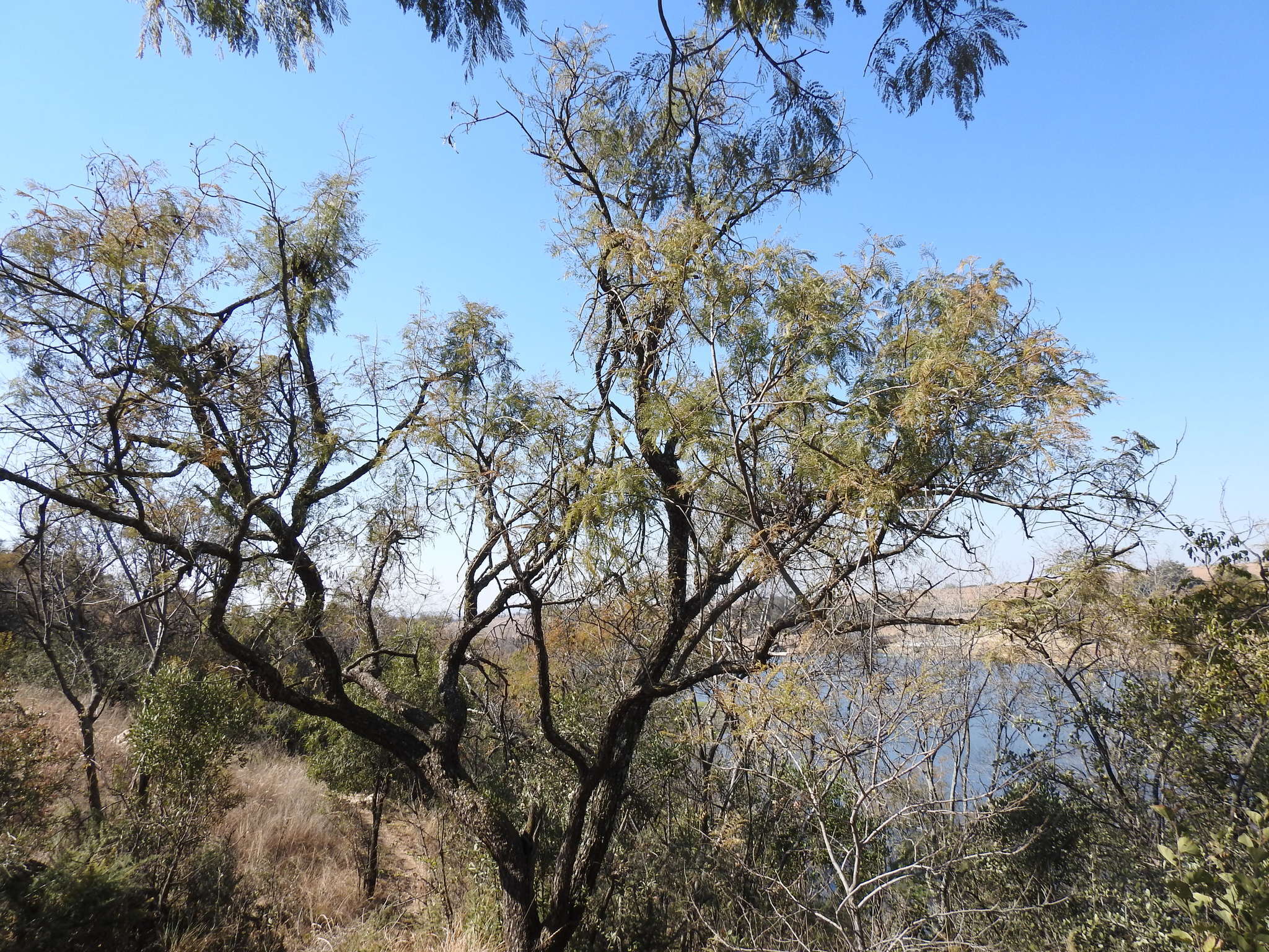 Image of African weeping-wattle