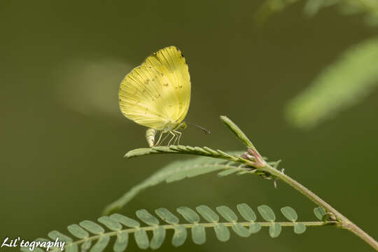 Image of Eurema hecabe (Linnaeus 1758)