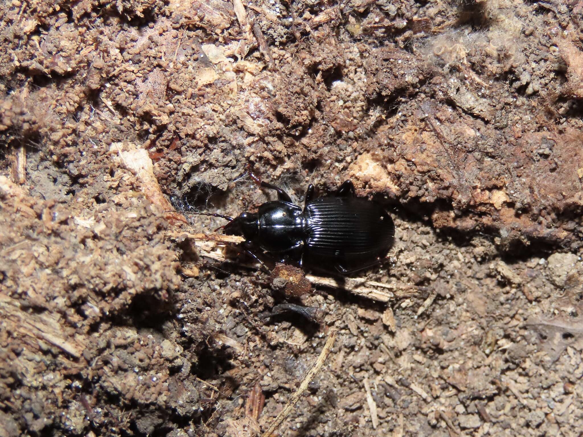 Image of Pterostichus (Petrophilus) coracinus (Newman 1838)