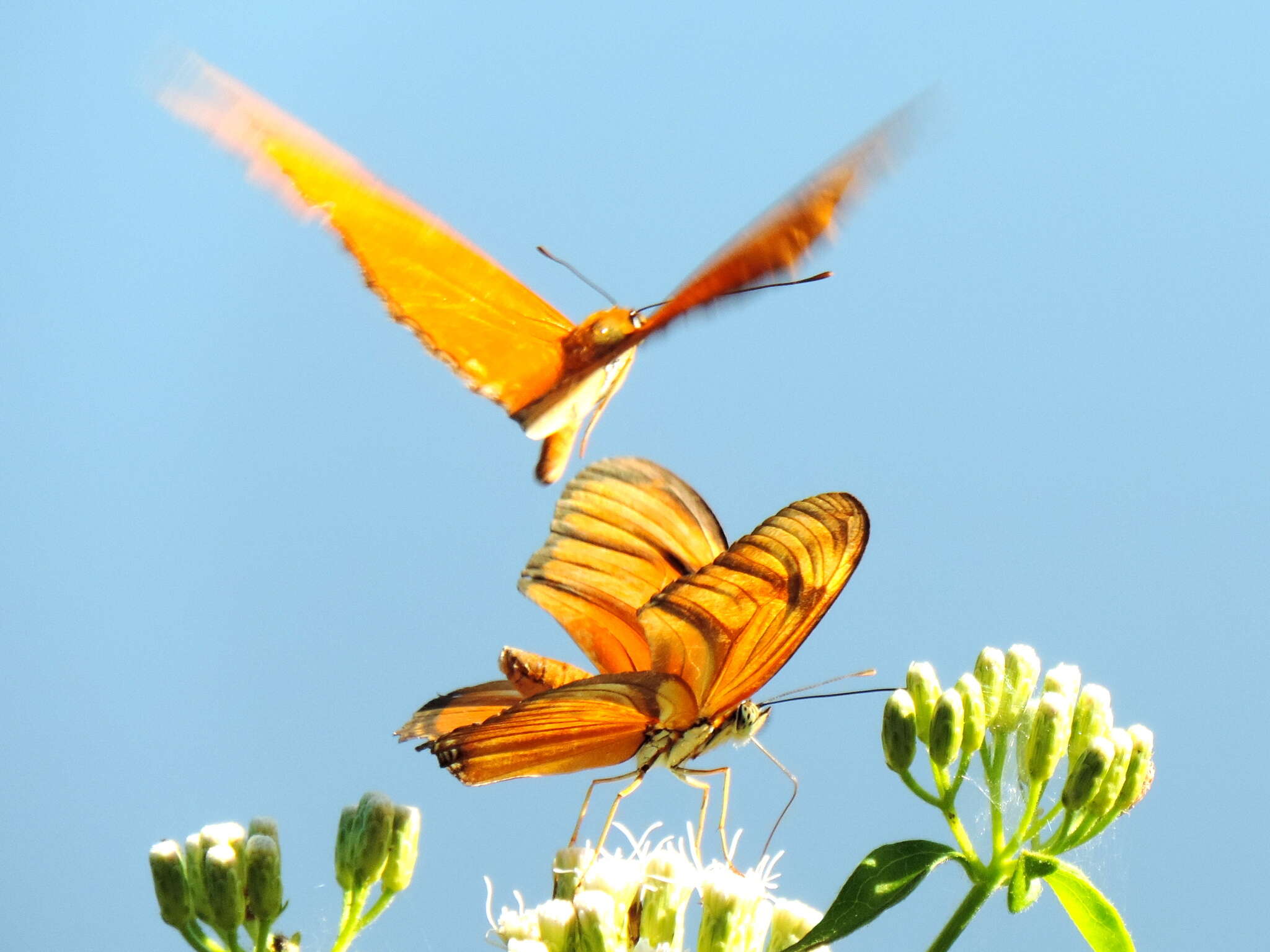 Image of Dryas iulia moderata Stichel 1907