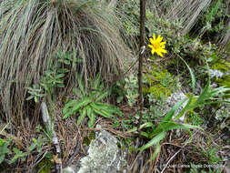 Imagem de Osbertia stolonifera (DC.) Greene