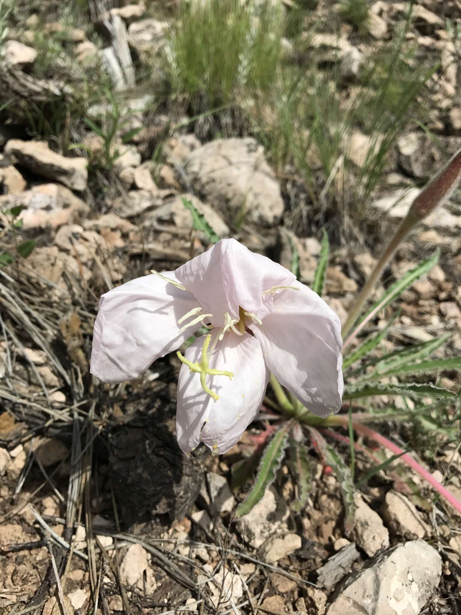 Oenothera cespitosa Nutt. resmi