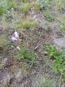 Слика од Penstemon putus A. Nels.