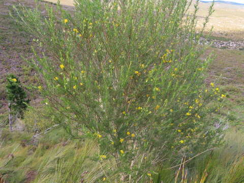 Image of Aspalathus uniflora L.