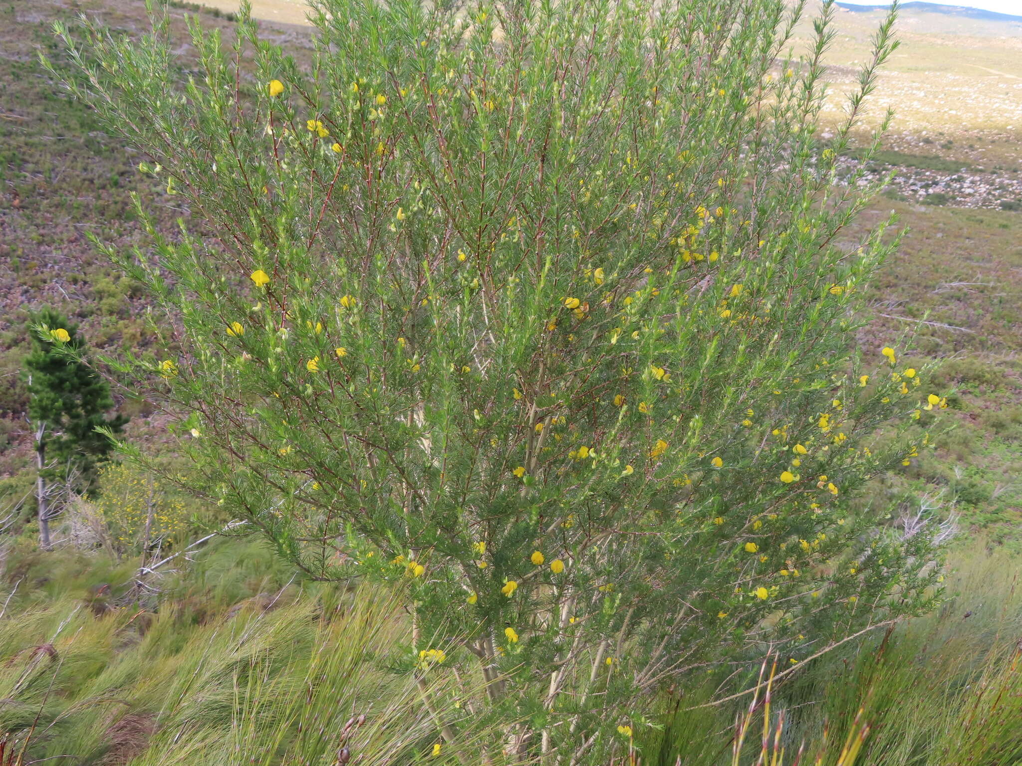 صورة Aspalathus uniflora subsp. willdenowiana (Benth.) R. Dahlgren