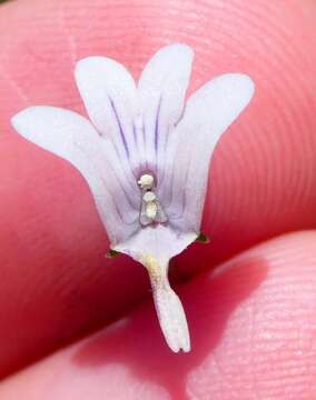 Image of Nemesia diffusa Benth.