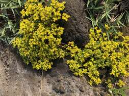 Image of Sedum formosanum N. E. Br.