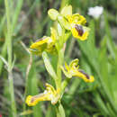 Image of Ophrys lutea subsp. phryganae (Devillers-Tersch. & Devillers) Melki