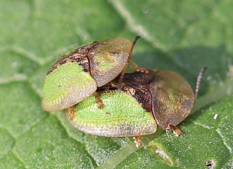 Imagem de Cassida (Cassida) vibex Linnaeus 1767