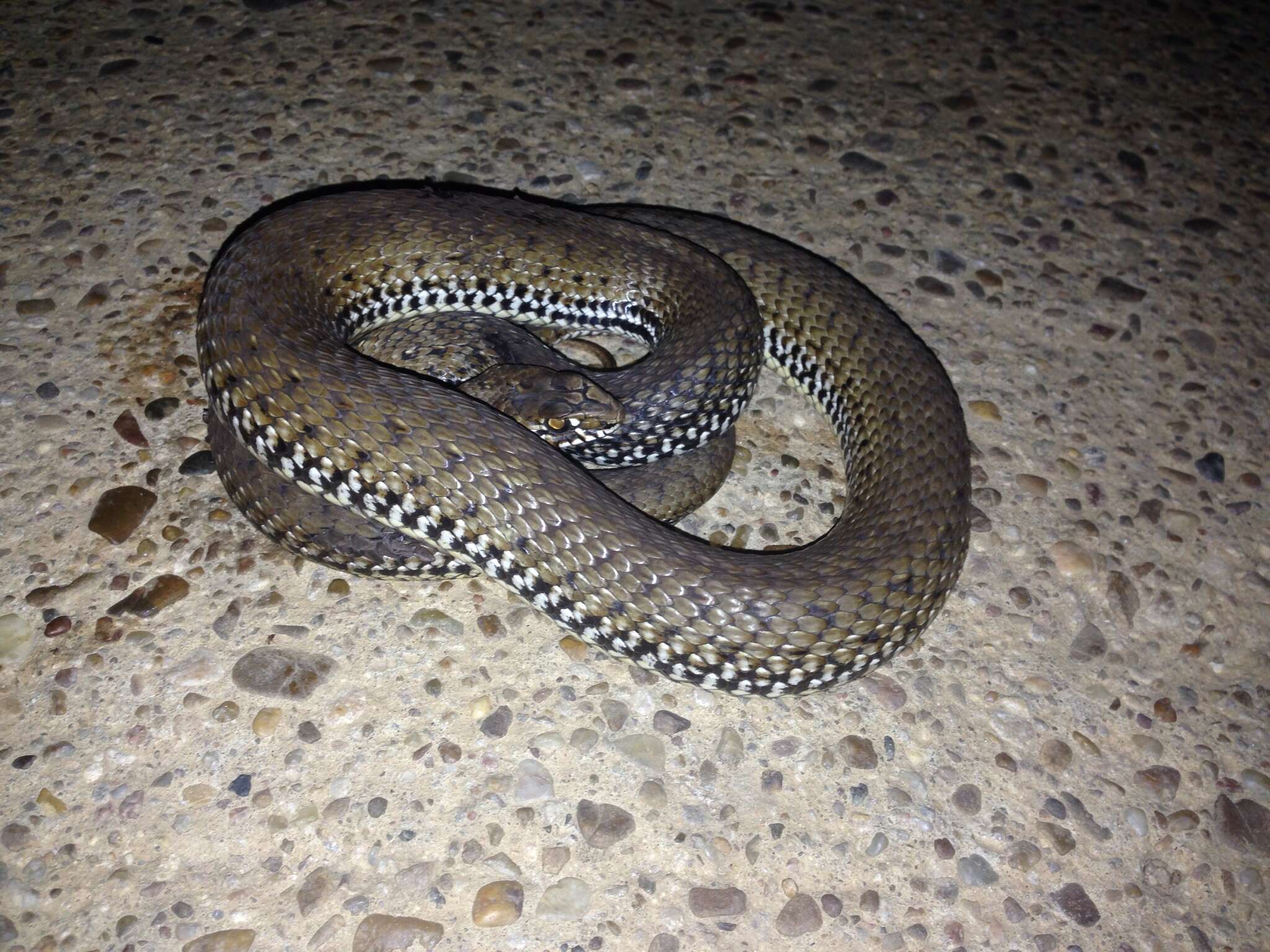 Image of Montpellier Snake