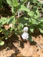 Image of Dicliptera minor subsp. pratis-manna K. Balkwill