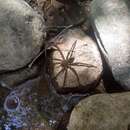 Plancia ëd Dolomedes holti Carico 1973