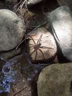 Plancia ëd Dolomedes holti Carico 1973