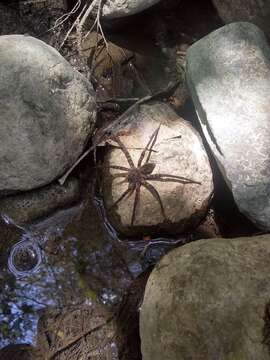 Image of Dolomedes holti Carico 1973