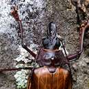 Image of Macrodontia flavipennis Chevrolat 1833