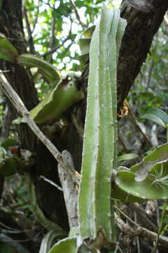 Image of Strophocactus