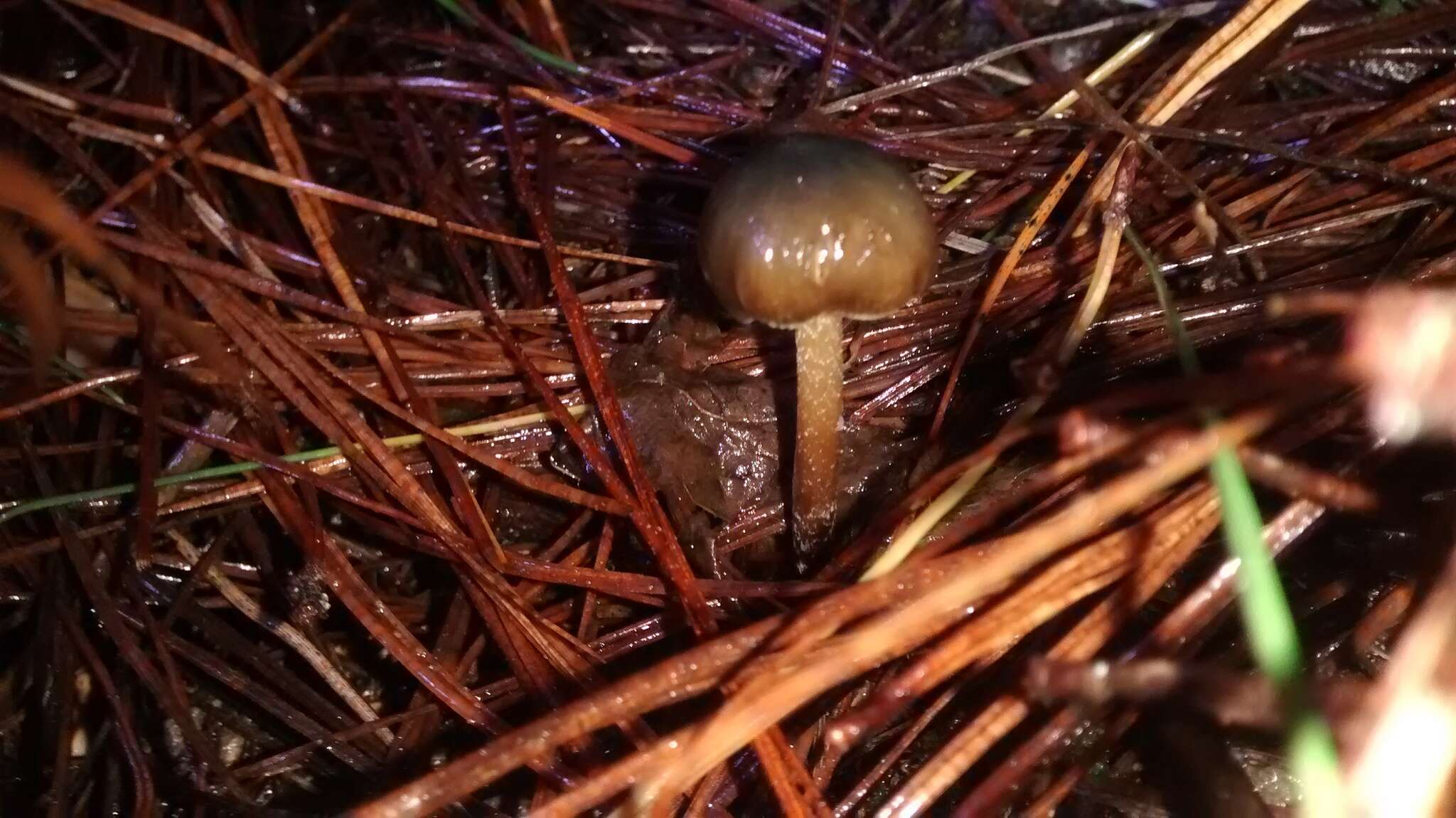 Image de Psilocybe aucklandiae Guzmán, C. C. King & Bandala 1991