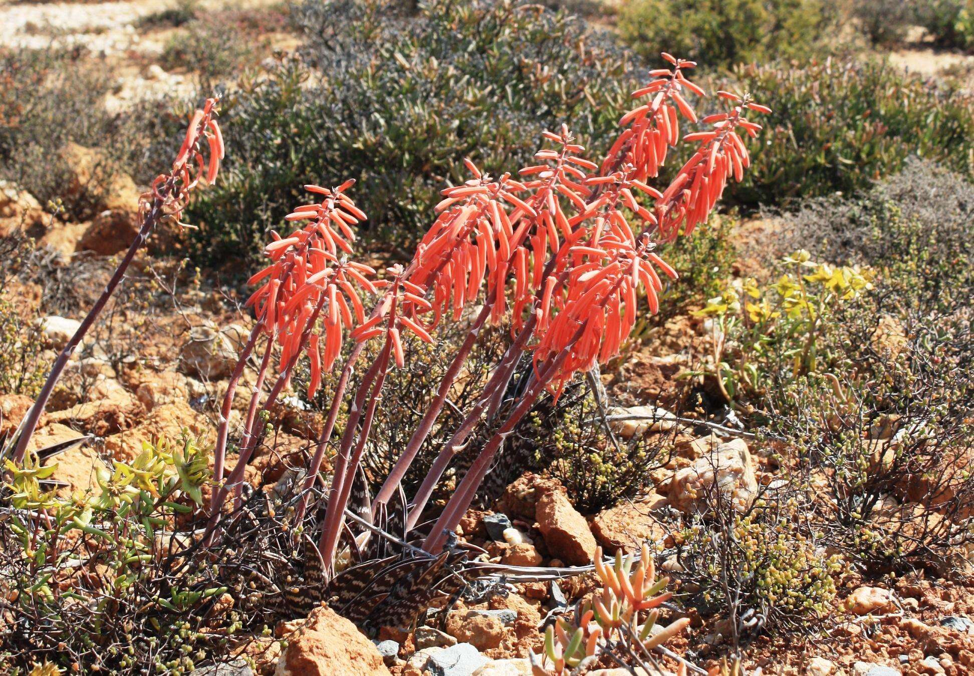 Sivun Gonialoe variegata (L.) Boatwr. & J. C. Manning kuva