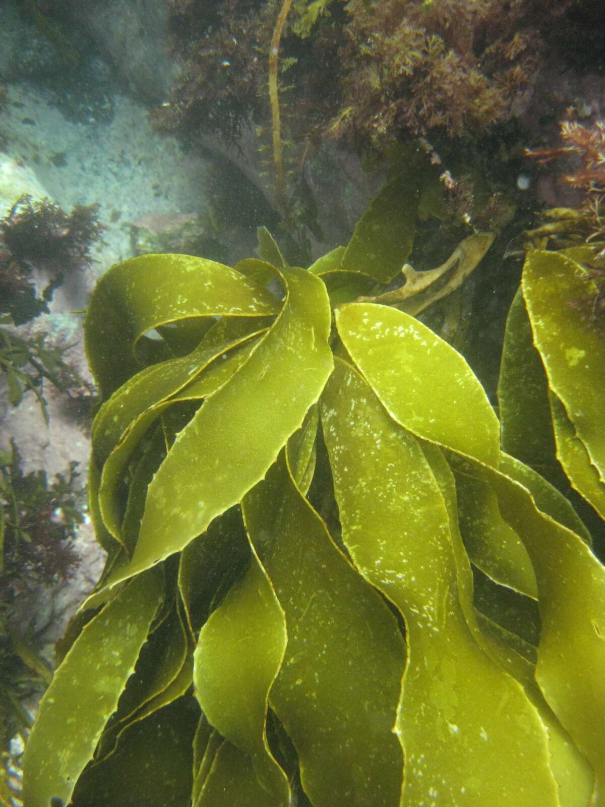 Image of Lessonia variegata