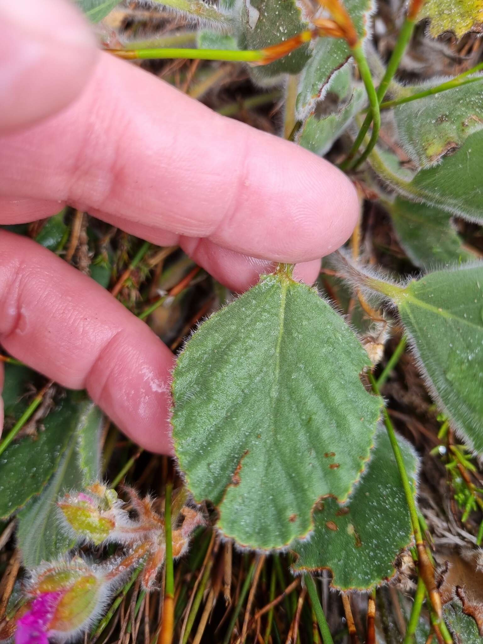 Imagem de Pelargonium ovale subsp. hyalinum L. Hugo