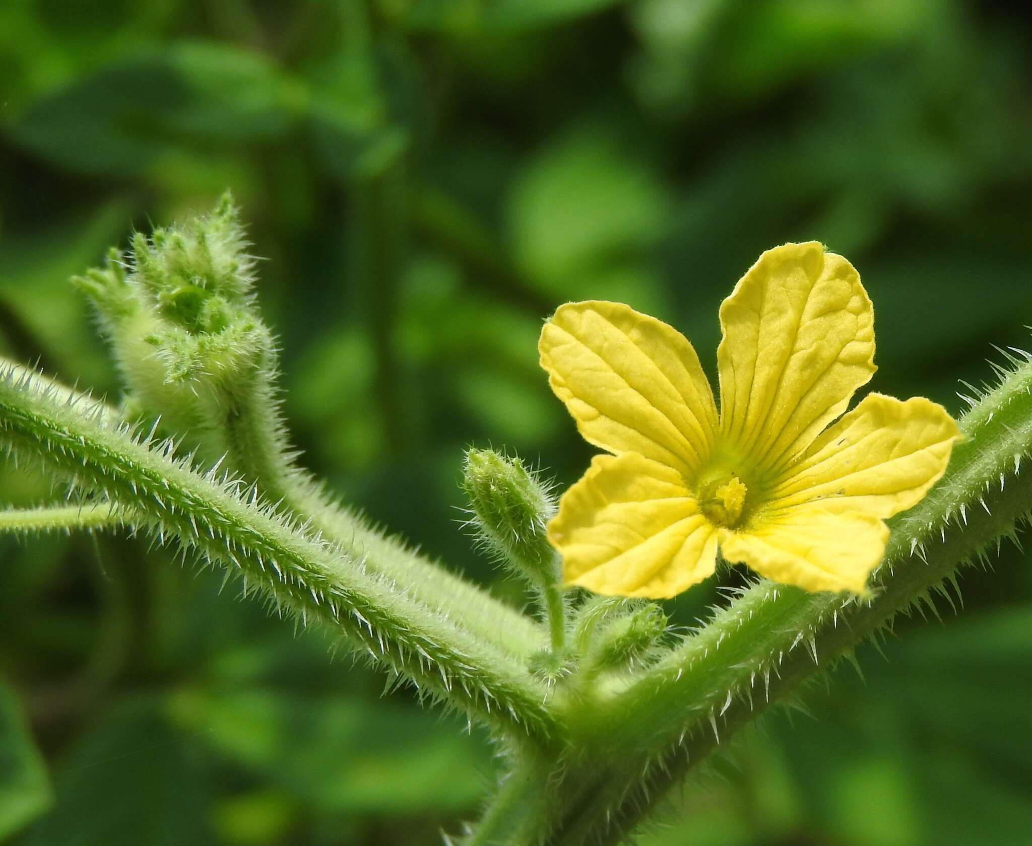 Image of Hedgehog cucumber