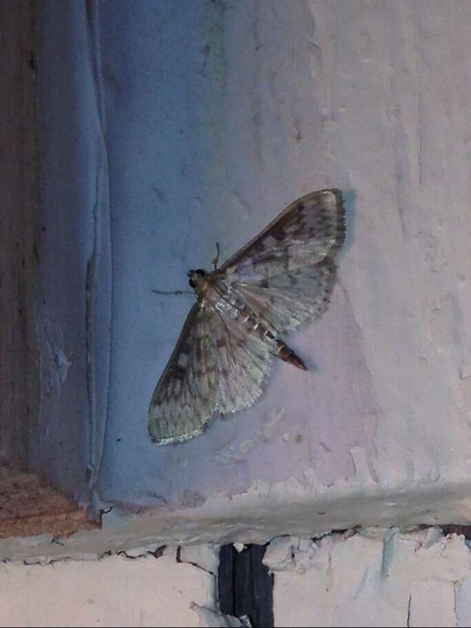 Image of Zigzag Herpetogramma