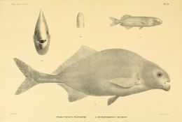 Image of <i>Hippopotamyrus wilverthi</i> (Boulenger 1898)