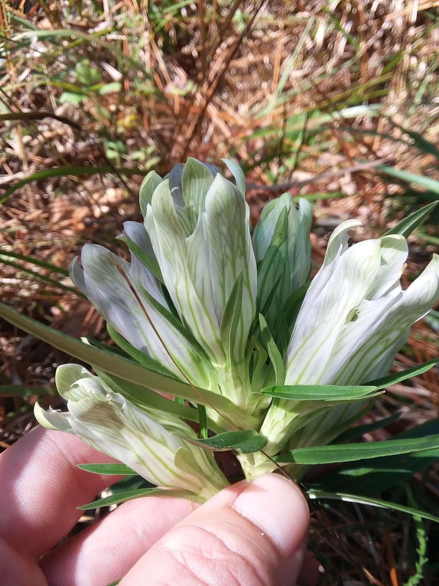 Image de Gentiana villosa L.