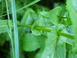 Image of Pyrenean Hawksbeard