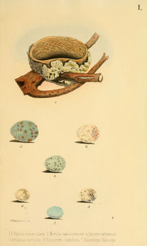 Image of Samoan Fantail