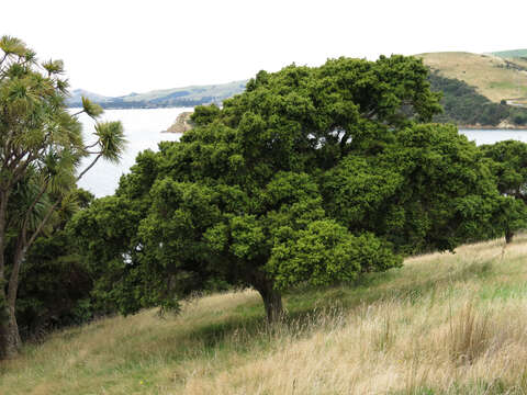 Imagem de Podocarpus totara G. Benn. ex D. Don