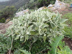 Image of Sideritis dendrochahorra Bolle