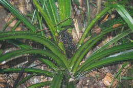 Imagem de Pandanus austrosinensis T. L. Wu